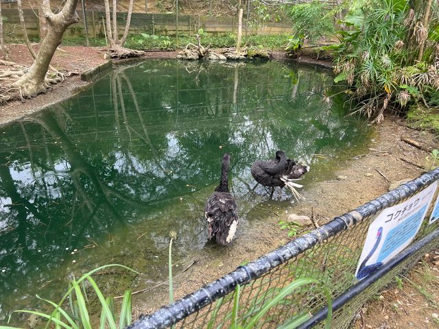 可愛的動物園，必坐小火車