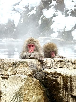 Envying a Day in Jigokudani Monkey Park