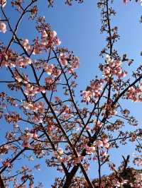 【津久見】九州一早い桜の便り🌸河津桜🌸
