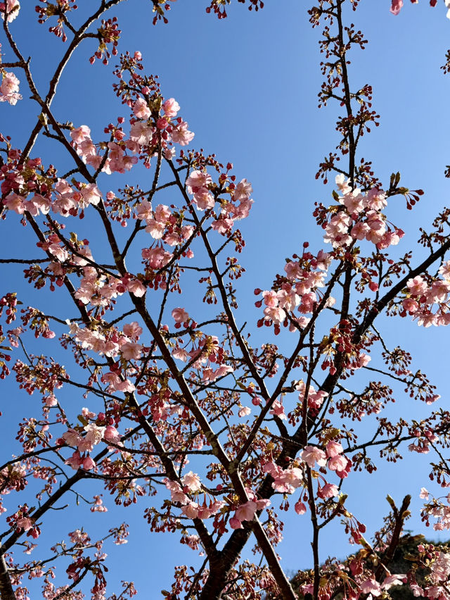 【津久見】九州一早い桜の便り🌸河津桜🌸