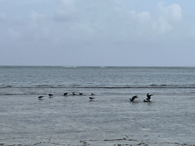 肯尼亞蒙巴薩著名景點：迪亚尼海滩，適合拍照打卡觀光旅遊，退潮很多海胆。