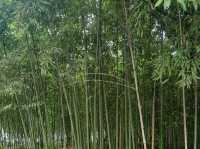 A Journey Through Suzhou's Classical Garden- Lingering Garden