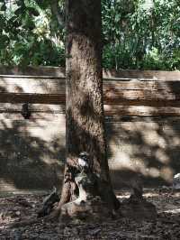 🌳 **【清邁烏蒙寺徒步指南：隧道盡頭的覺醒密語】** 📜  