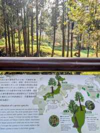 阿里山國家森林遊樂區巨木群棧道 