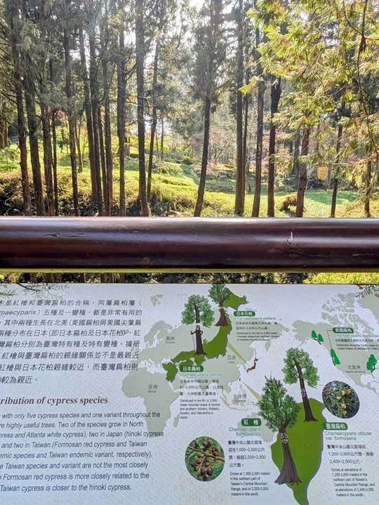 阿里山國家森林遊樂區巨木群棧道 