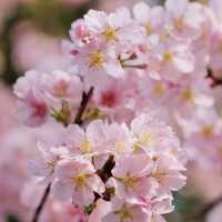 武漢植物園🥳粉紅盛宴 🌸