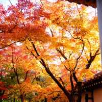 Kyoto - Eikando đừng nên bỏ qua