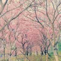 仿如置身日本賞櫻的恆明街公園🌸🌸