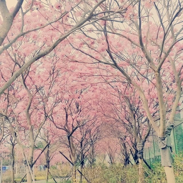 仿如置身日本賞櫻的恆明街公園🌸🌸