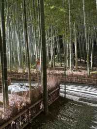 สวนไผ่เล็กๆที่วัด Hokokuji แถวๆ Kamakura