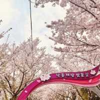 A Dreamy Spot for Spring Photography
