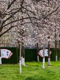 Cherry Blossom trip to Jincheng 🌸