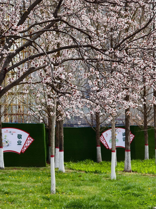 Cherry Blossom trip to Jincheng 🌸