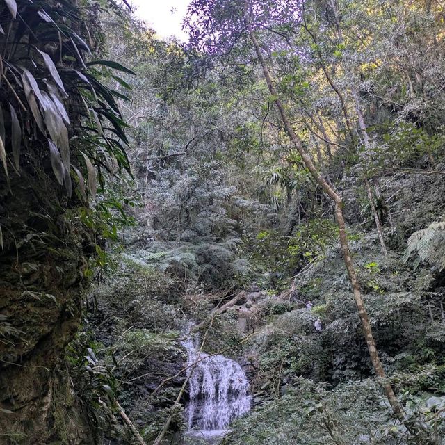 武界部落櫻花林