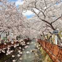 GYEONGHWA STATION | CHASING CHERRY BLOSSOMS