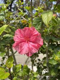 Must-Visit! Spring in Okinawa🌺