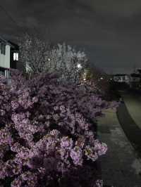 Kyoto | Enjoy the Sakura in full bloom in Kyoto