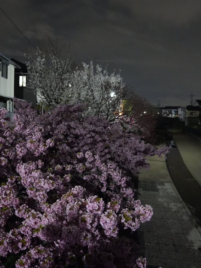 Kyoto | Enjoy the Sakura in full bloom in Kyoto