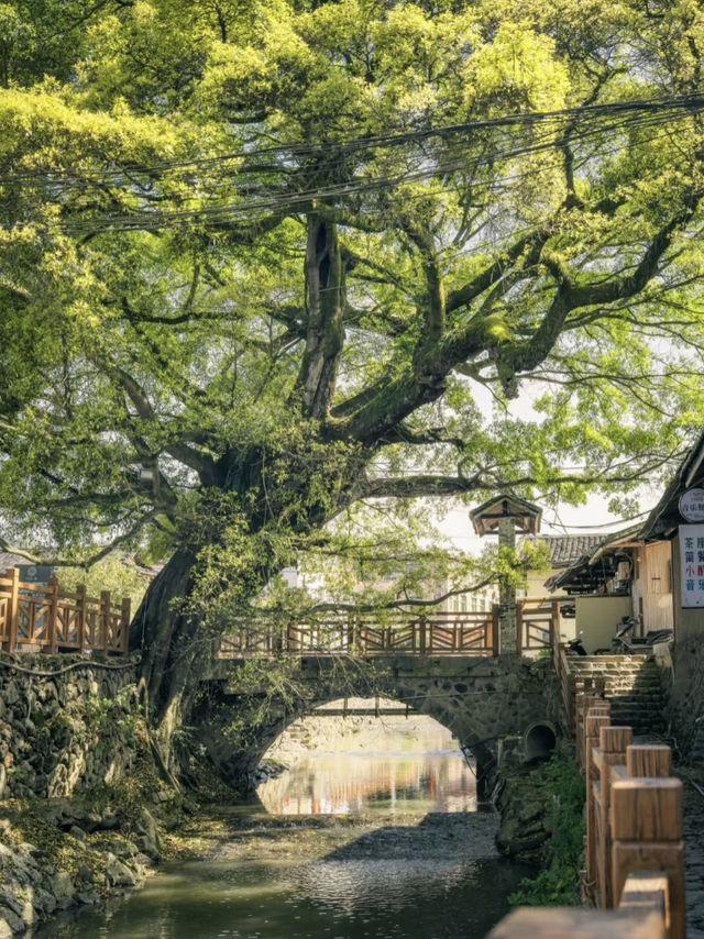 總要去趟福建土樓吧，去看夢裏的大魚海棠🛖