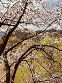 Blossom-Lined Escape: Daecheongho's Serene Spring Walking Trail by the Lakeside