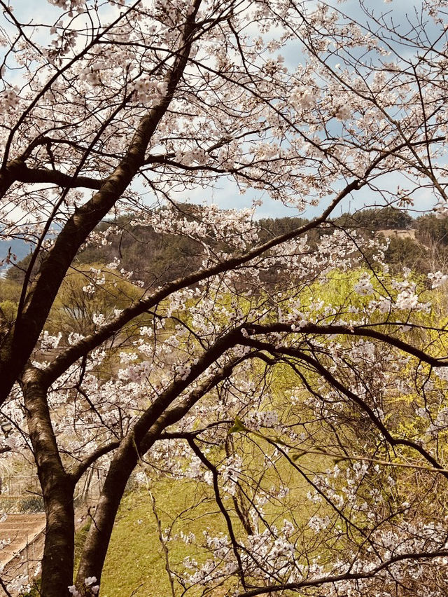 Blossom-Lined Escape: Daecheongho's Serene Spring Walking Trail by the Lakeside