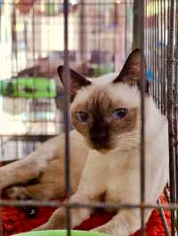 😽😻ศูนย์อนุรักษ์แมวไทยโบราณ😺😸