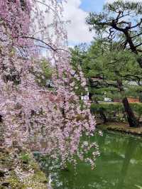 Spring Visit to Kenninji Temple – A Sakura Wonderland