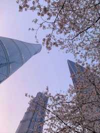Lujiazui Cherry Blossoms  - Shanghai’s Skyline in Pink