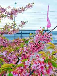🌸淀の河津樱🌸吹雪黄昏美景