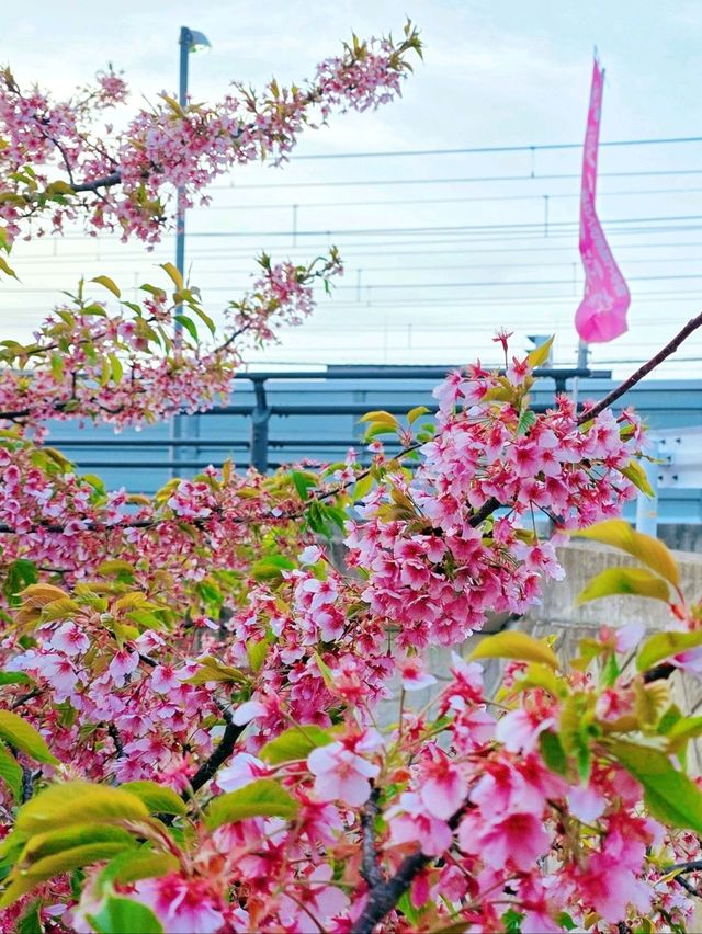 🌸淀の河津樱🌸吹雪黄昏美景