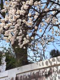 목련이 지고 벚꽃으로 물든 대구의 중심지🌸