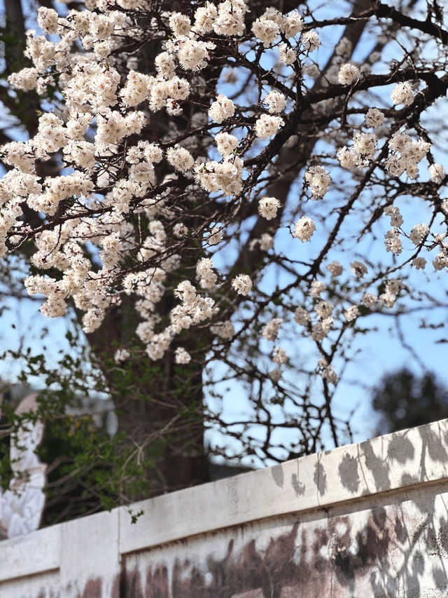 목련이 지고 벚꽃으로 물든 대구의 중심지🌸