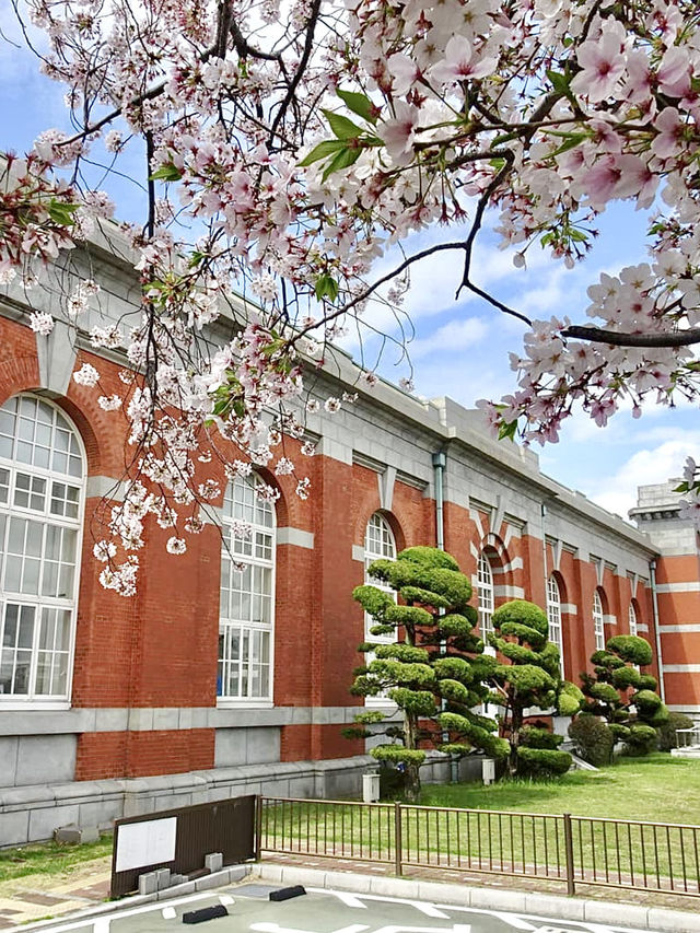 Full Bloom! Cherry Blossoms at Kunijima Water Treatment Plant