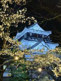 岡崎城の夜桜🌸