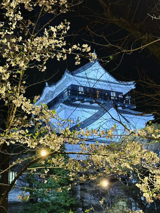 岡崎城の夜桜🌸