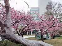 🌸** 賞櫻的迷人櫻花樹**🌸