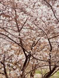 Urban Bloom Escape: Yangjaecheon's Accessible Cherry Blossom Beauty for City Dwellers 