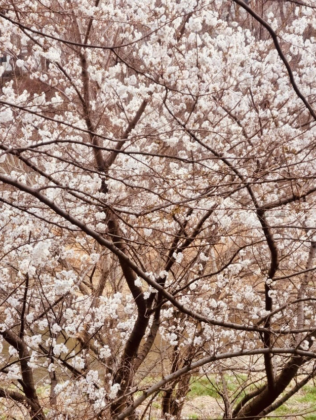 Urban Bloom Escape: Yangjaecheon's Accessible Cherry Blossom Beauty for City Dwellers 