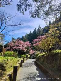 ไปดู The King of Cherry Blossom Alishan 