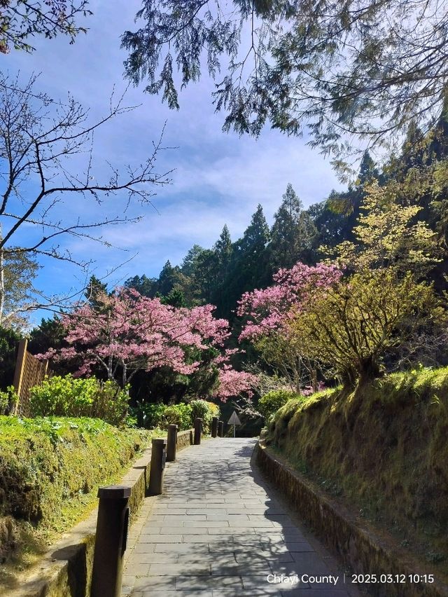 ไปดู The King of Cherry Blossom Alishan 