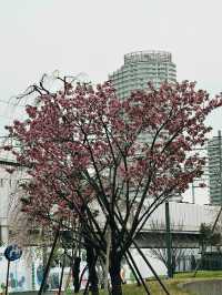 東京｜押上櫻花一日遊 🌸