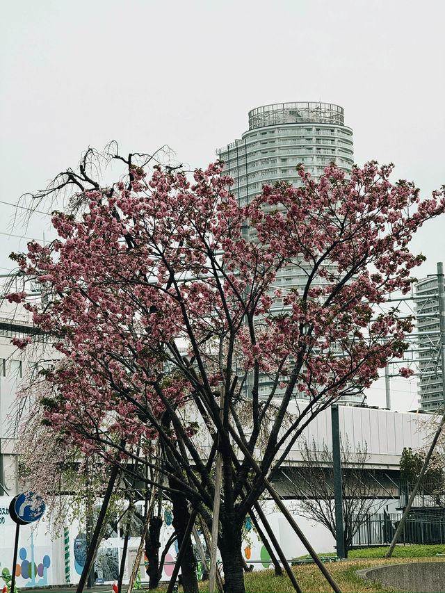 東京｜押上櫻花一日遊 🌸