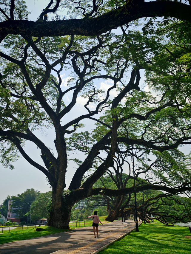 太平的慢活旅行之太平湖：一座老城的温柔绿洲