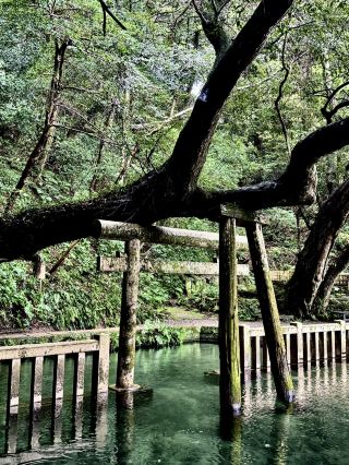 Kashima Shrine in spring