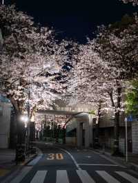 満開の桜トンネル！アークヒルズの見頃を狙って行こう