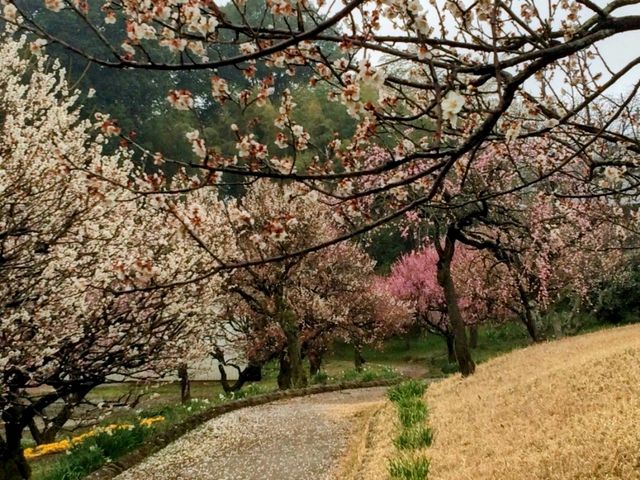 【千葉】あけぼの山農業公園でお花見