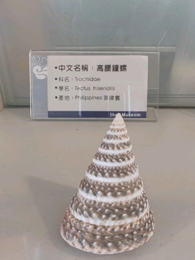 #旗津貝殼館-高雄市旗津區