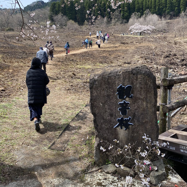 【熊本県🇯🇵観音桜】南阿蘇の観光名所☺️観音桜へ🌸