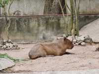 Khao Kheow Open Zoo 