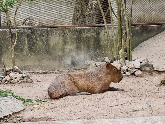 Khao Kheow Open Zoo 